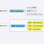 寄生虫症の臨床――蠕虫感染を中心に（１/３）